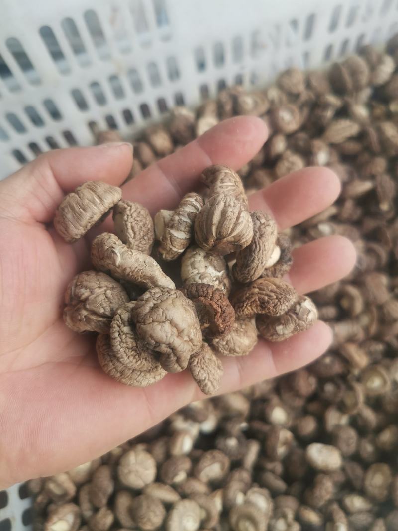 808香菇鲜香菇：3.8-5公分精选中菇4.2元/斤，5