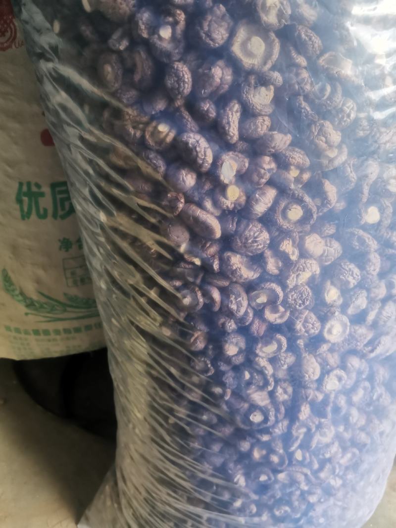 808香菇鲜香菇：3.8-5公分精选中菇4.2元/斤，5