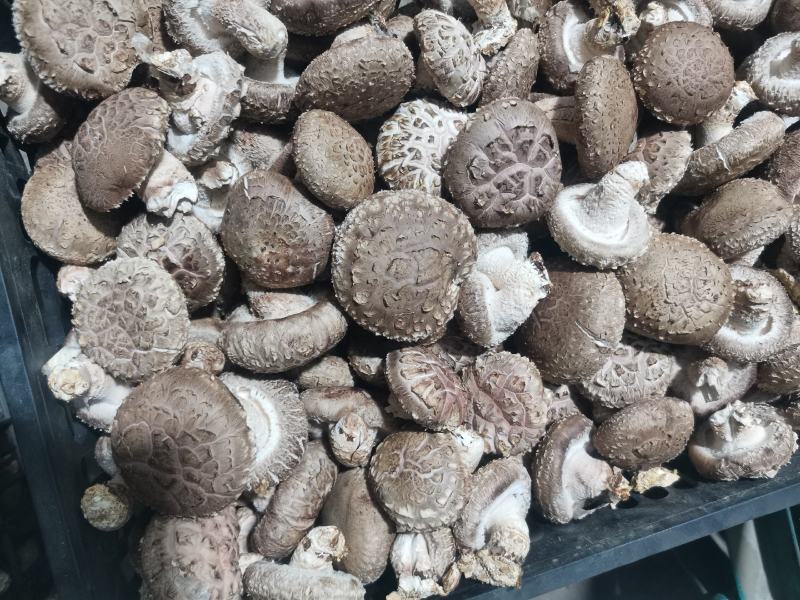 808香菇鲜香菇：3.8-5公分精选中菇4.2元/斤，5