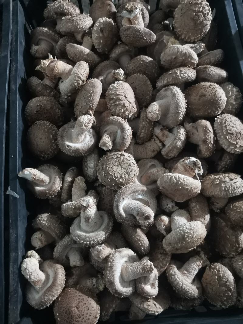 808香菇鲜香菇：3.8-5公分精选中菇4.2元/斤，5