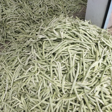 白豆通货、精品