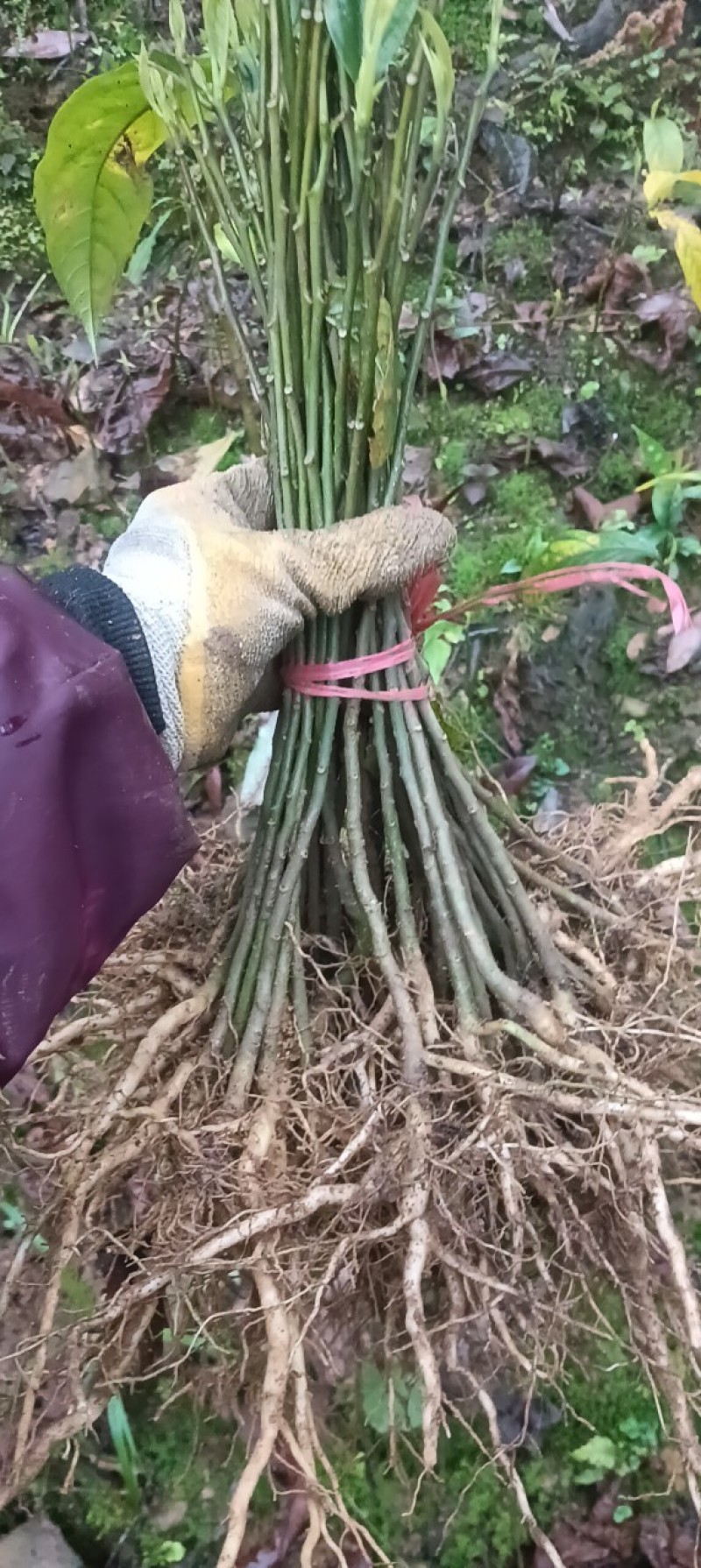 黄花倒水莲种苗15-20公分0.5元/棵，20-30公分