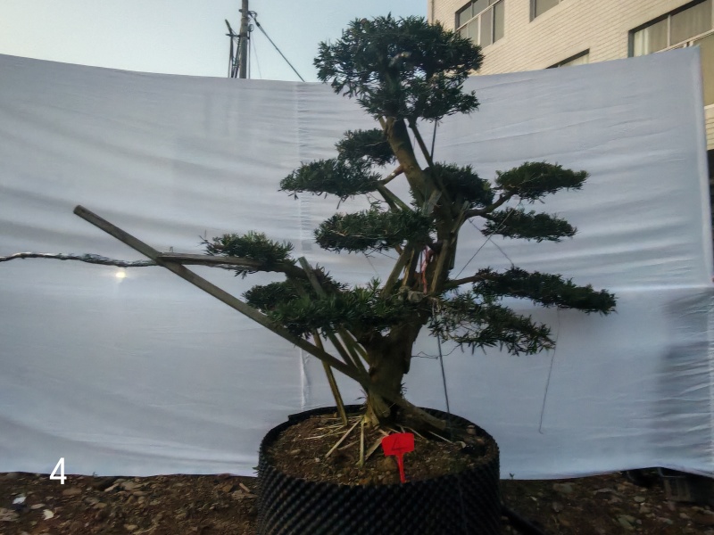 造型罗汉松地径10-15公分2000-3500元/棵；1