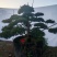 造型罗汉松地径10-15公分2000-3500元/棵；1