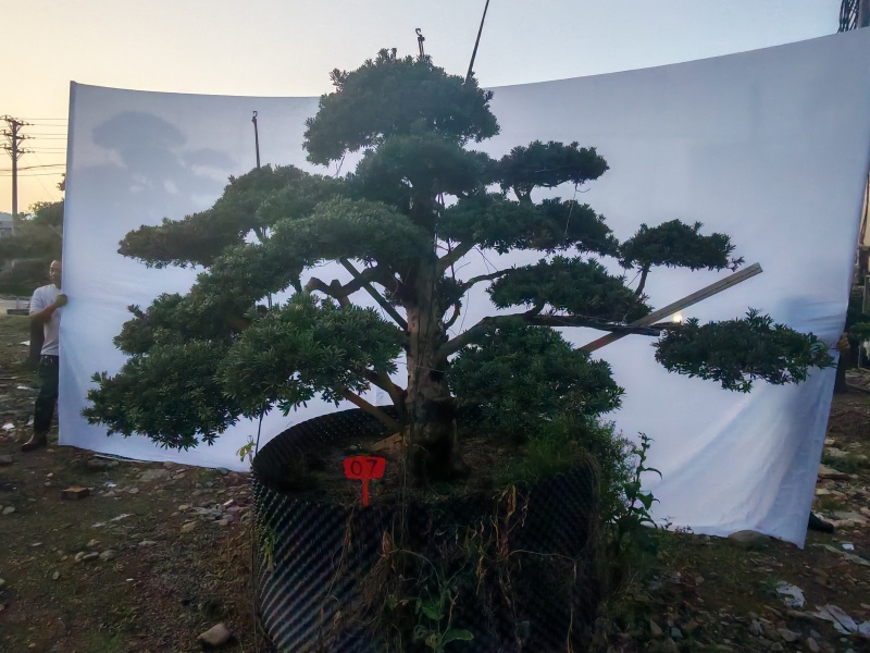 造型罗汉松地径10-15公分2000-3500元/棵；1