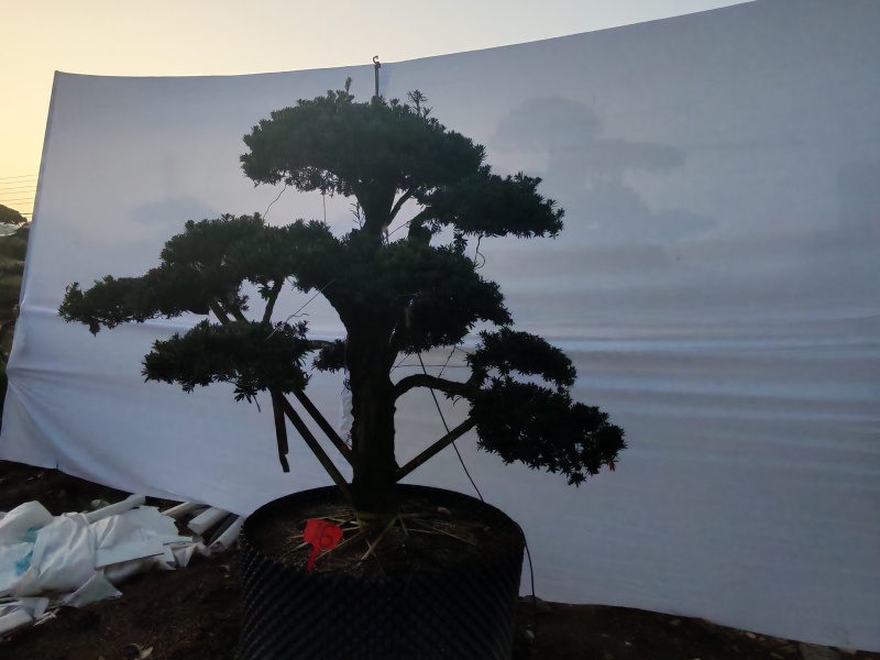 造型罗汉松地径10-15公分2000-3500元/棵；1