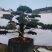 造型罗汉松地径10-15公分2000-3500元/棵；1