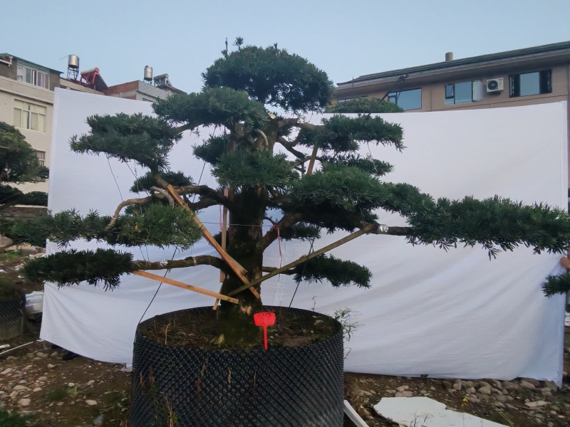 造型罗汉松地径10-15公分2000-3500元/棵；1