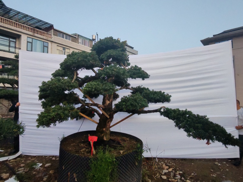 造型罗汉松地径10-15公分2000-3500元/棵；1