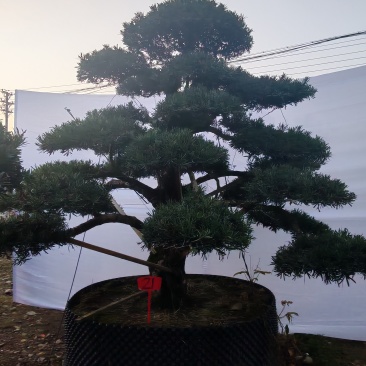 造型罗汉松地径10-15公分2000-3500元/棵；1