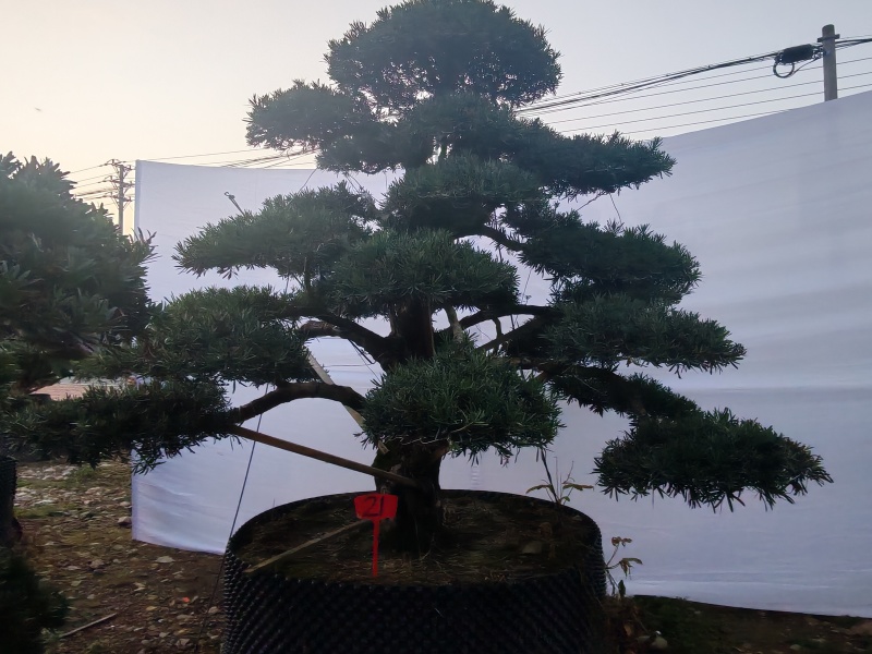 造型罗汉松地径10-15公分2000-3500元/棵；1