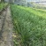 新鲜大叶韭菜江苏昆山基地直发当日采收品相优良