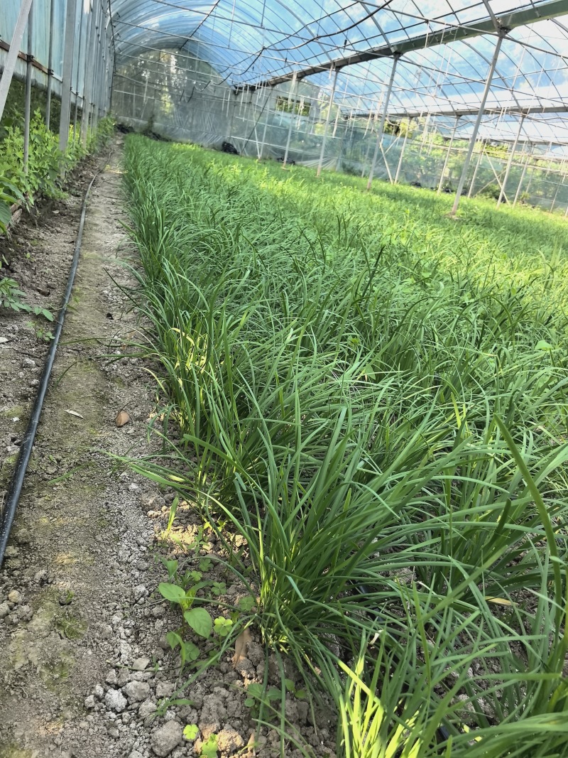 新鲜大叶韭菜江苏昆山基地直发当日采收品相优良
