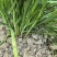 新鲜大叶韭菜江苏昆山基地直发当日采收品相优良