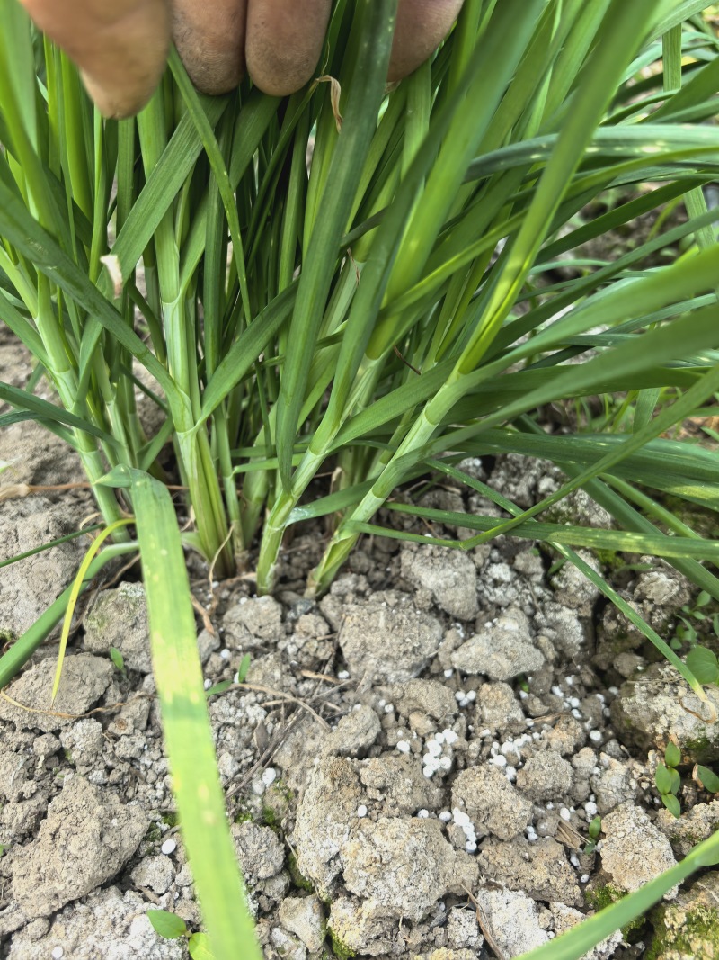 新鲜大叶韭菜江苏昆山基地直发当日采收品相优良