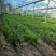新鲜大叶韭菜江苏昆山基地直发当日采收品相优良