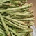 鲜贡菜长度60cm,粗5公分,带根