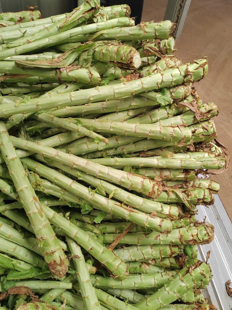 鲜贡菜长度60cm,粗5公分,带根