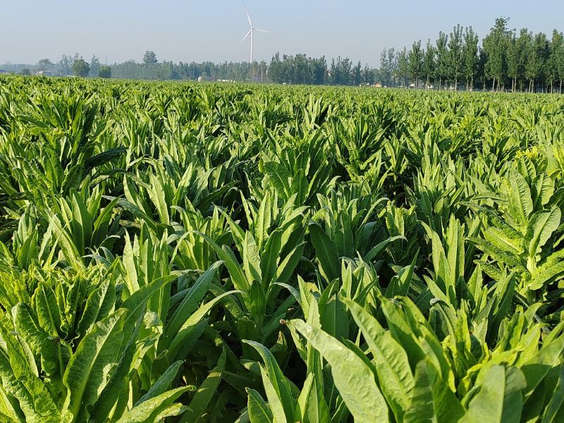 鲜贡菜长度60cm,粗5公分,带根