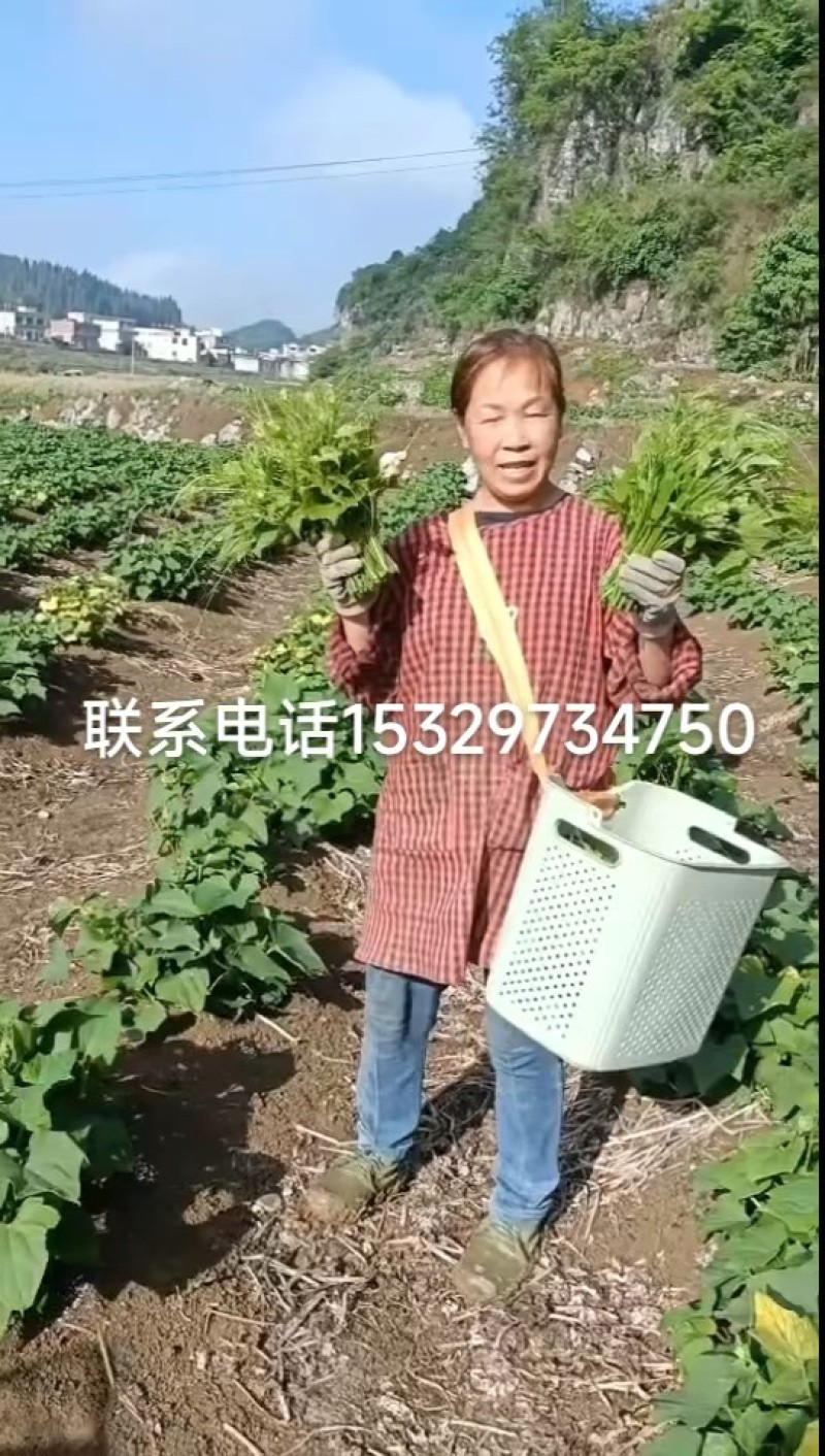 佛手瓜尖（龙须菜）通货30cm以下，精品25cm以下