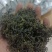 都匀毛尖散茶口粮茶