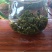 都匀毛尖散茶口粮茶