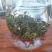 都匀毛尖散茶口粮茶