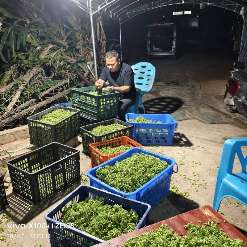 夜香花新鲜