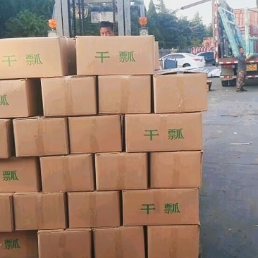甜葫芦条捆绑绳