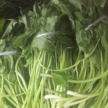 蕨苔鲜货