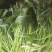 蕨苔鲜货