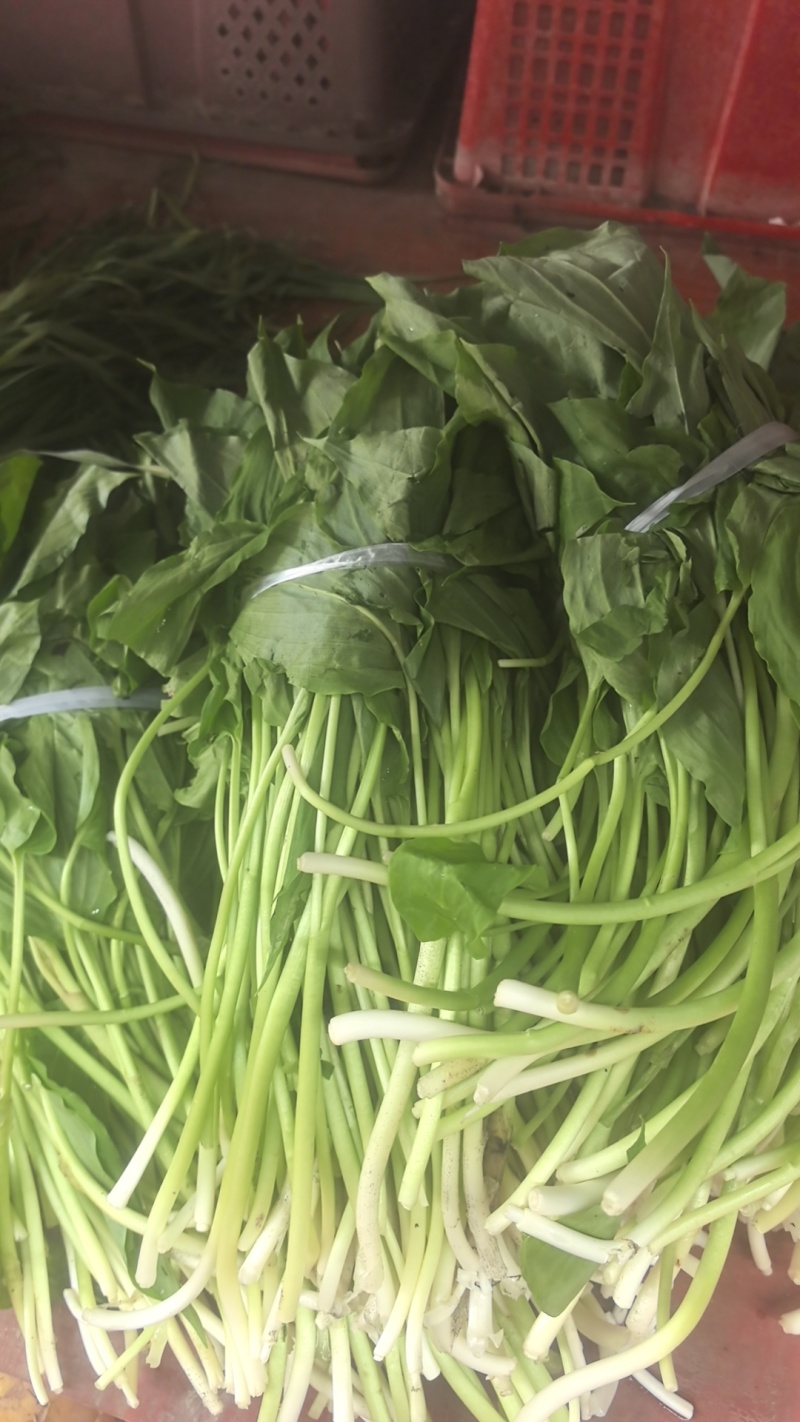 蕨苔鲜货