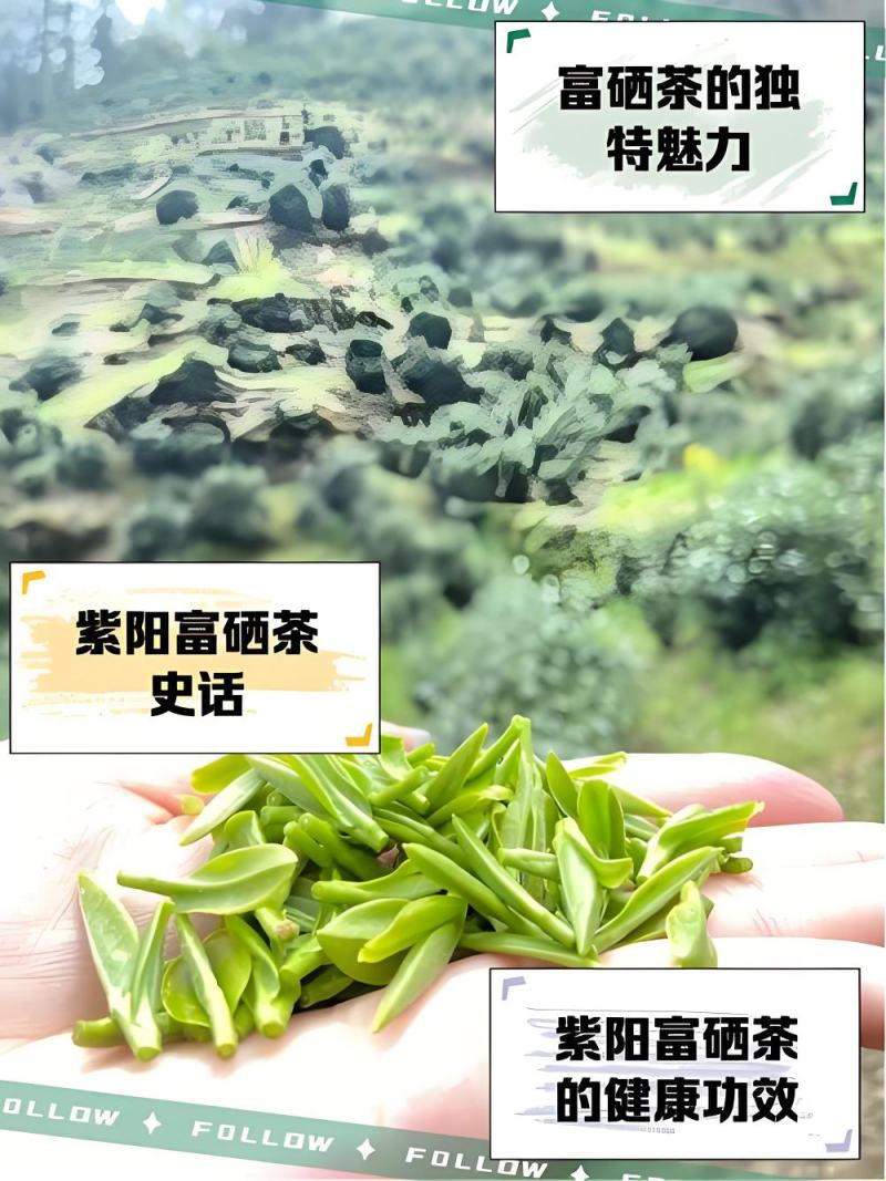 紫阳富硒茶散装含包装袋