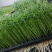 豌豆苗长度12cm左右