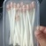 花生芽长度15cm左右