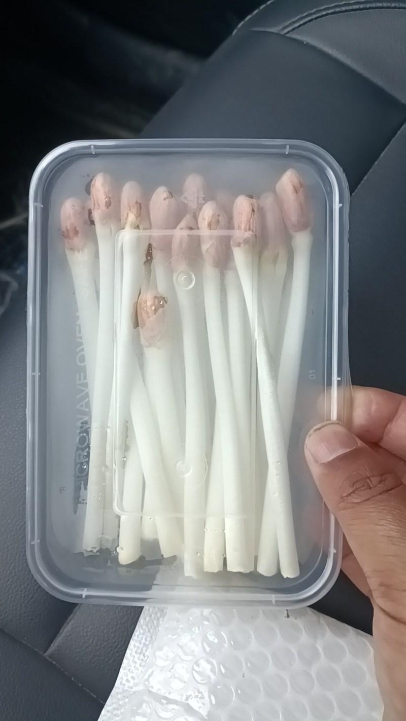 花生芽长度15cm左右