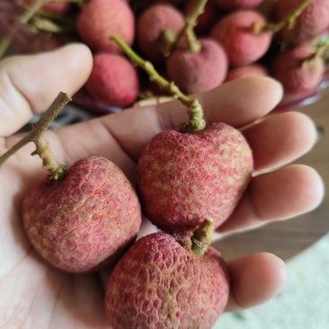 桂花香荔枝精品，小果大果分级
