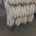 湖北沙洋精品白萝卜产地直销价格优惠需要的联系
