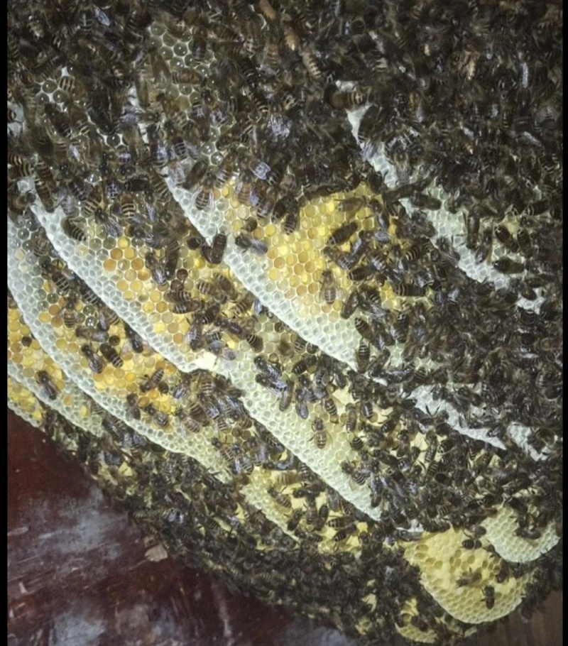 土蜂蜜一斤装/两斤装，食用级树胶瓶装，一年只割一次的中蜂