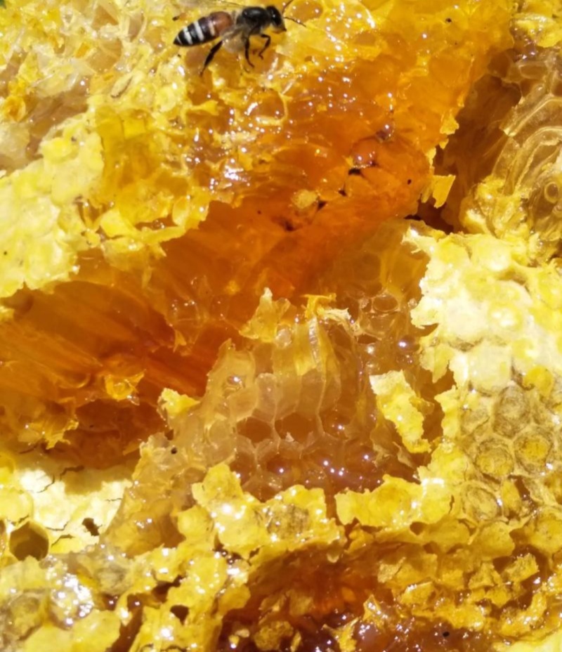 土蜂蜜一斤装/两斤装，食用级树胶瓶装，一年只割一次的中蜂