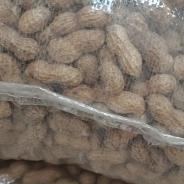 花生花育25，精品大果