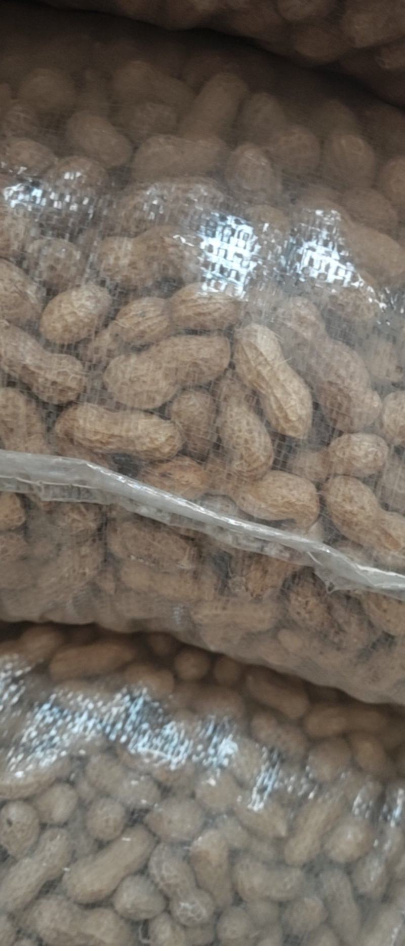 花生花育25，精品大果