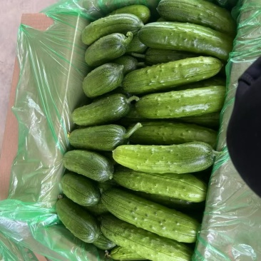 水果黄瓜小黄瓜