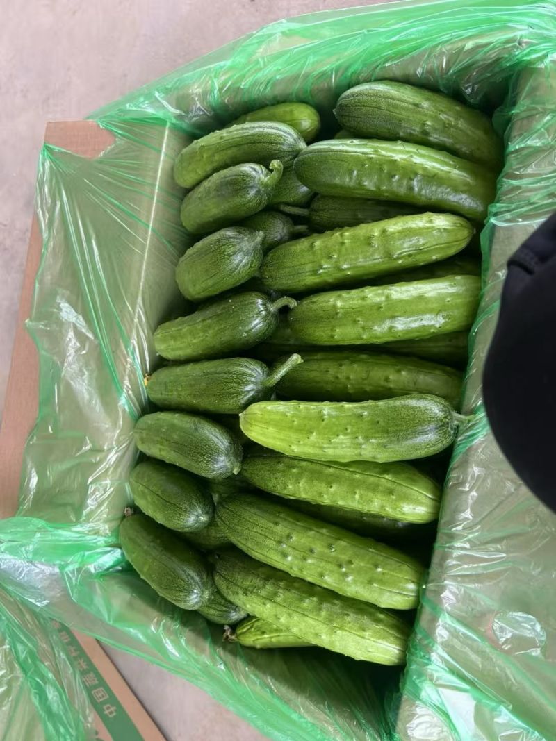 水果黄瓜小黄瓜