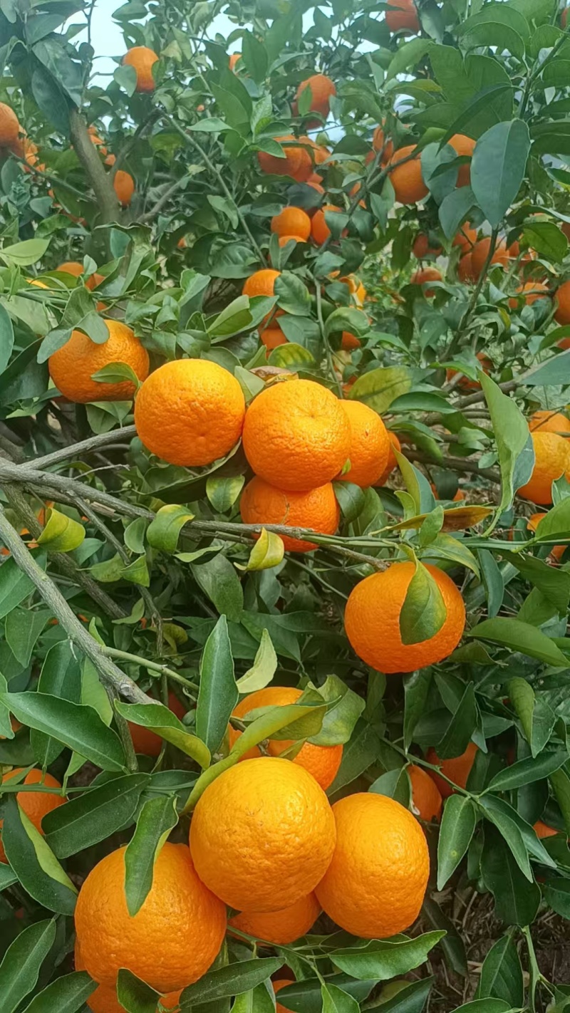 沃柑花果次果