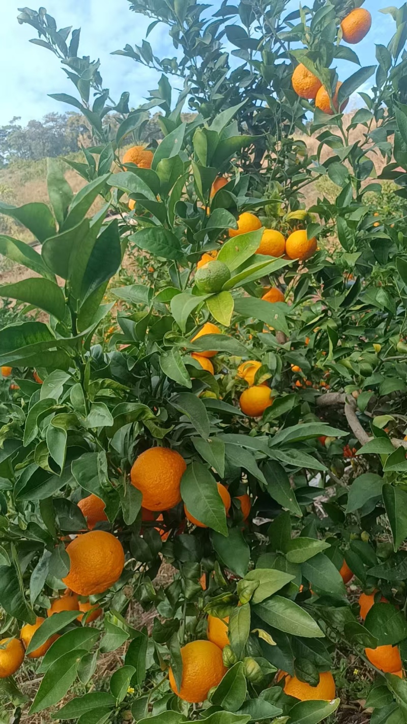 沃柑花果次果