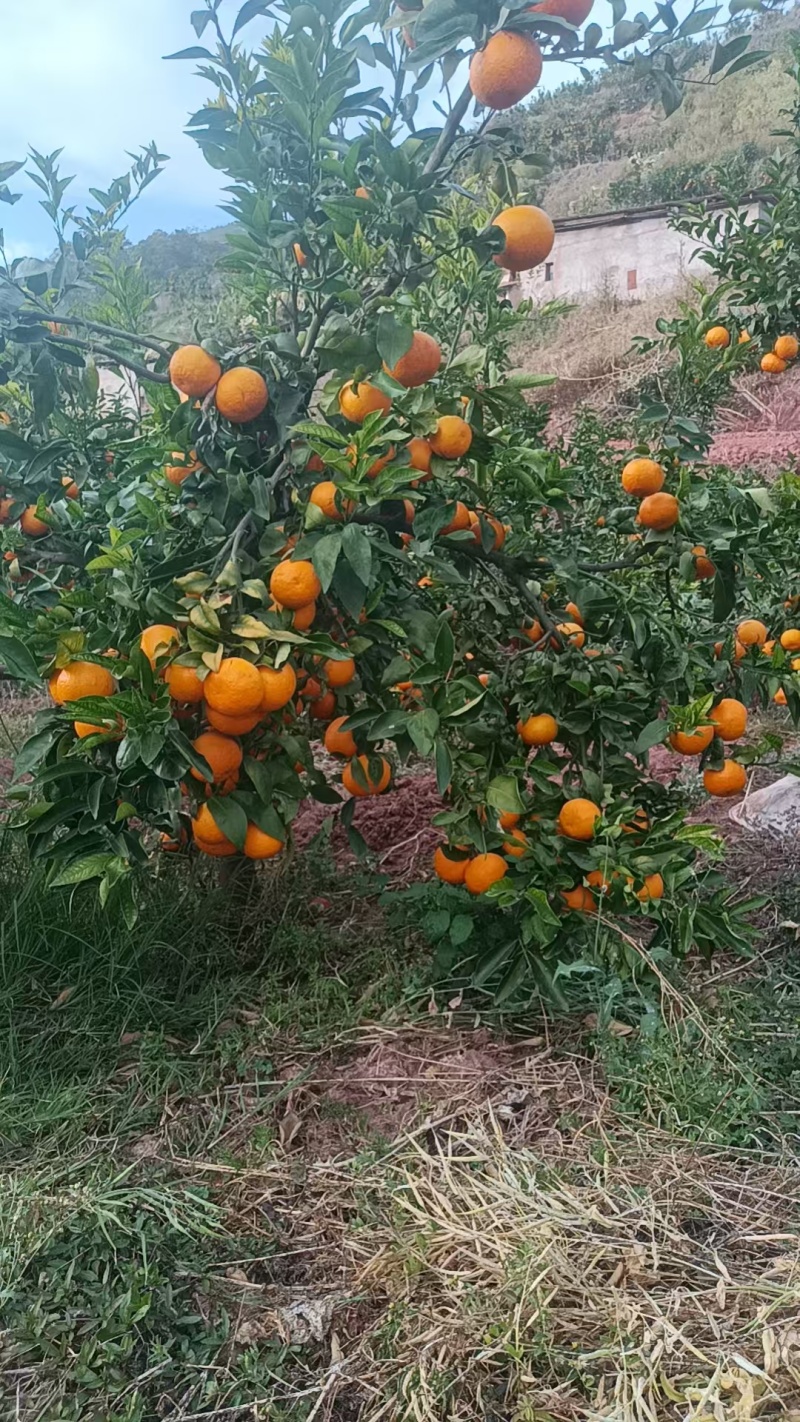 沃柑花果次果