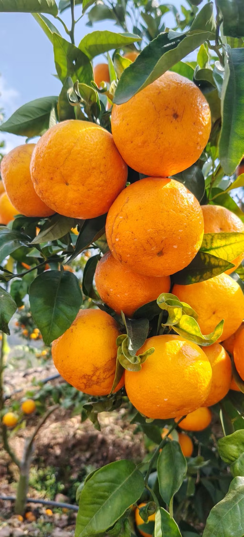 沃柑花果次果