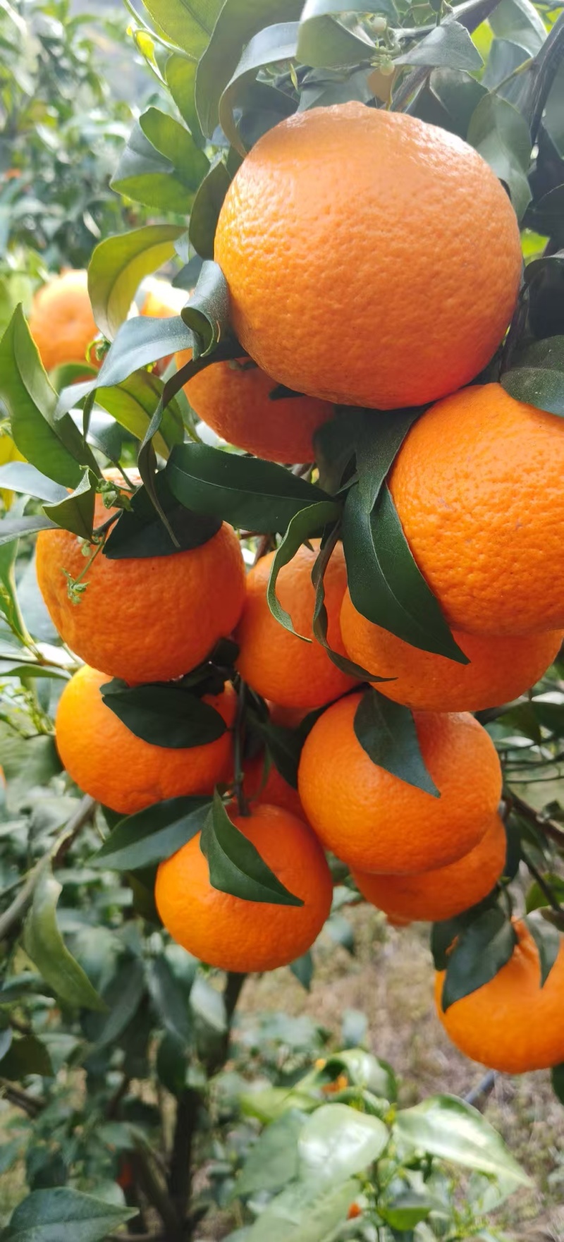 沃柑花果次果