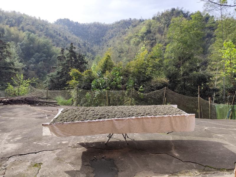 莓茶芽尖，半斤装